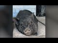 mini pig rules house until giant brother comes along cuddle buddies