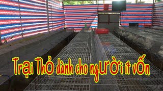 Nuôi thỏ và cách làm trại thỏ 70m vuông như thế nào| NKNN