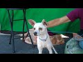 a5110531 waldo chihuahua italian greyhound