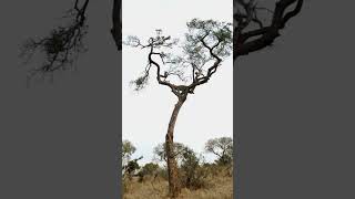 Monkey Trapped in Tree with Hungry Leopard!