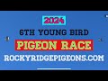 6TH Young Bird Pigeon Race. (A Fortunate Turn Of Events)