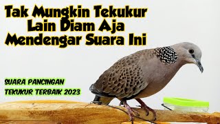 Burung Tekukur Dirumah Pasti Langsung Respon Dengar Suara Ini, Tekukur Liar Langsung Mendekat