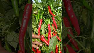 7421 chilly NONGWOO SEED INDIA PVT LTD 8660442928