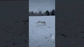 Dog’s First Snow Day Of The Year | Dogo Argentino