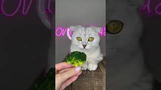 Funny videos || cute animals || Trending videos || animal videos