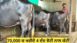 70,000 ਚ ਖਰੀਦੋ 4 ਦੰਦ ਝੋਟੀ ਪਹਿਲਾ ਸੂਆ ਨਾਲ ਕੱਟੀ!! 5 ਮੱਝਾਂ ਵਿਕਾਊ !!