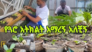 አማረኝ ያለቺውን ስተክል ግቢያችን  በጓሮ አትክልት አረንጓዴ ሆኖ አማረበት