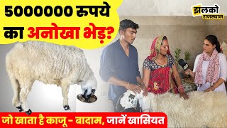 राजस्थान के इस भेड़ की कीमत 5000000 रुपये?, वीडियो में देखें वजह ~ Rajasthan News