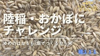 陸稲（おかぼ）にチャレンジ～ゆめのはたもち～畑で作れるもち米