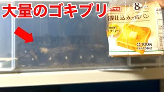 釣り餌で余ったパンを大量のゴキブリに与えてみた！