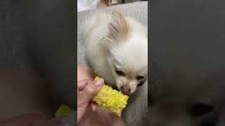 とうもろこし犬ふわり#ポメラニアン #dog #pets #pomeranian #asmr#睡眠 #癒し