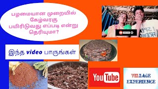 பழமையான முறையில் கேழ்வரகு பயிரிடுவது எப்படி youtube video in tamil/cashew/Village Experience