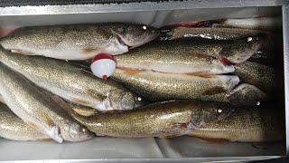 HOW TO WHIP WALLEYE on ST CLAIR RIVER 🎣SMASH FEST🔥#michigan #fishing #walleye #walleyefishing #2023