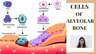 CELLS OF ALVEOLAR BONE II Alveolar bone part II