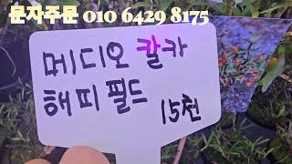 12월7일난초맘의꽃방  카트레아3종 3만 선착순몇분께 드려요 꽃은없어요