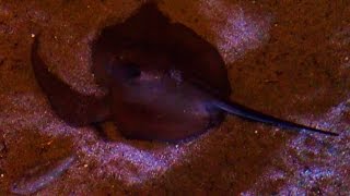 Solea solea (Common sole) and Dasyatis pastinaca (Common stingray) [HD]