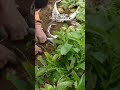 Penanaman kentang di karung bekas #shortsvideo #gardening  #sayuran #farming #viralshort