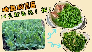 【种植】地栽豌豆苗，16天就能吃