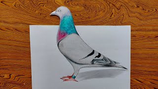 3D Pigeon Drawing