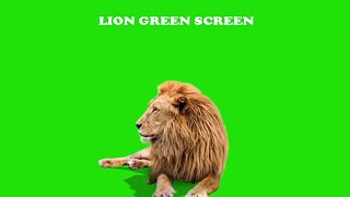 Male Lion | Best Green Screen no copyright ( Download Link )