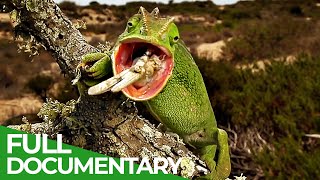 The Gorgeous Wildlife of the Mediterranean | Free Documentary Nature