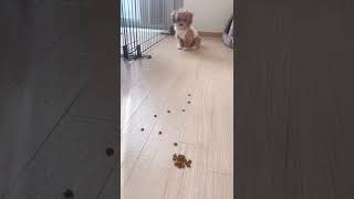 【マルプー子犬】慌てすぎて一粒も食べれてない笑　#shorts