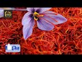 केसर के इतने सारे फायदे जानकर आप हैरान हो जायेंगे 16 health benefit of saffron kesar ke fayde