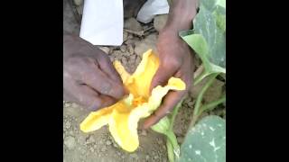 Making hybrid pumpkin seeds