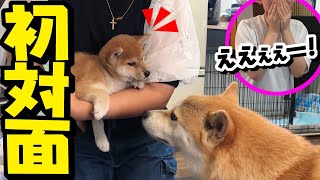 子犬と初対面！新しい家族を内緒で連れ帰った時の娘と柴犬ちくわの反応がこちらです