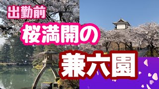 【充実】出勤前 桜満開の兼六園に行ってきました〜(金澤神社)