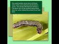 Fall Armyworms