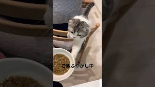 ご飯が待てない子猫　#shorts