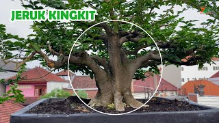 CARA MENYUBURKAN BONSAI JERUK KINGKIT