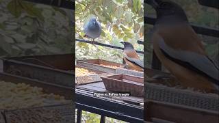 Rufous treepie amazing facts🕊Rufous treepie VS Pigeon #birdsfight #pigeon #rufoustreepie #birdfreaks