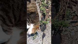 城ヶ島漁港〜いっぱい甘えてくる白キジ猫のブーツちゃん(=^・^=)