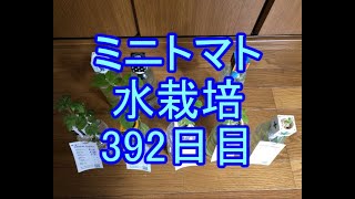 🍅ミニトマト水栽培🍅057🍅392日目（56週間≒1年）🍅