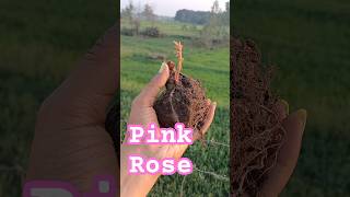 Pink rose plant kaise lagaye🌷 #yt #tranding #viralvideo #ytshorts #food #garden #rose #cute #plants