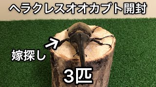 【極太\u0026極長血統】ヘラクレスオオカブト　開封