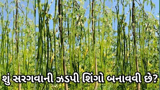 શું સરગવામા ઝડપી શિંગો બનાવવી છે? | હેલ્પલાઇન:- ૮૨૦૦૨૪૭૮૨૭ / ૯૭૧૪૩૦૨૧૨૨ |