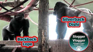 Gorilla Lope Vs Silverback Showdown Persists!