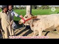 awan dairy farm top class australian fresian cows for sale today khangar cows 23 january 2025