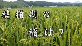 田植えから３ヶ月。穂揃期の稲の生育。