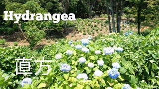 21/5/23 【Hydrangea】#もととりあじさい園 #あじさい 咲き始めてました Mototori Hydrangea Garden