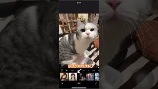 喵喵咪咪的猫脸涂鸦耶！可爱😸 醒图醒图猫脸涂鸦记录猫咪日常 抖in萌宠计划 小猫咪三分迷茫七分呆滞