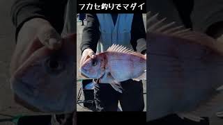 【釣果情報：シーバス(ヒラスズキ)、マダイ、アジ】12月24日の宮崎港 #釣り #fishing #宮崎