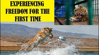 Top 10 Captive \u0026 Tortured Animals Set Free - From Circuses, Zoos, \u0026 Failed Sanctuaries