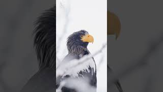 Close-Up of a Steller's Sea Eagle | Winter Wildlife in Hokkaido, Japan