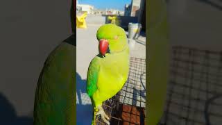 parrot  video  parrot sound#shorts #viralshort #parrotsound #kavitabunker