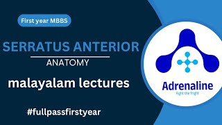 SERRATUS ANTERIOR | FULL PASS FIRST YEAR  | ANATOMY