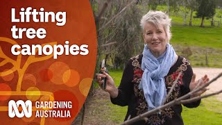Why you should prune your deciduous trees to lift their canopy | Gardening 101 | Gardening Australia